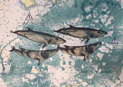 Minke Whales, 10x15cm, Postcard, £1.50