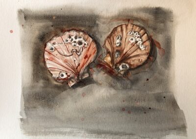 Scallop Shells, watercolour and ink, 2020, 25 x 18cm AVAILABLE, unframed £75